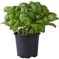  Basilico Genovese "Ocimum Basilicum" Pianta Aromatica In Vaso 14 Cm