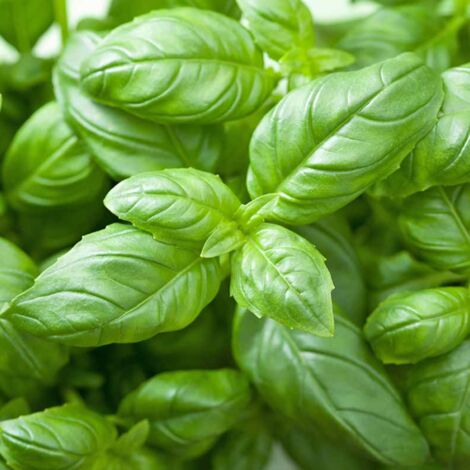  Basilico Genovese "Ocimum Basilicum" Pianta Aromatica In Vaso 14 Cm