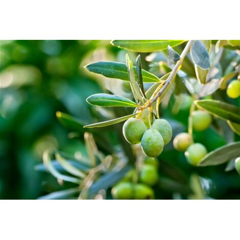  Ulivo Olivo "Olea Europea" Pianta Di 3/4 Anni In Vaso 5 Lt Mensa Olio