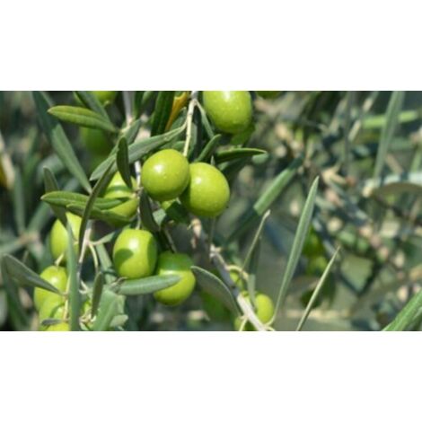  Ulivo Olivo "Olea Europea" Pianta Di 3/4 Anni In Vaso 5 Lt Mensa Olio