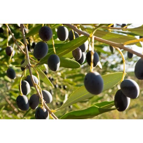  Ulivo Olivo "Olea Europea" Pianta Di 3/4 Anni In Vaso 5 Lt Mensa Olio