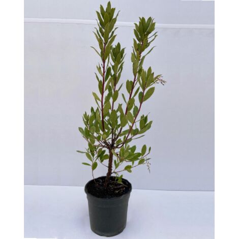  Corbezzolo "Arbutus Unedo" Pianta In Vaso 18 Cm