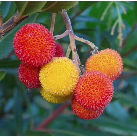  Corbezzolo "Arbutus Unedo" Pianta In Vaso 18 Cm