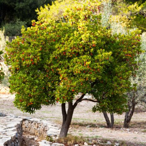  Corbezzolo "Arbutus Unedo" Pianta In Vaso 18 Cm