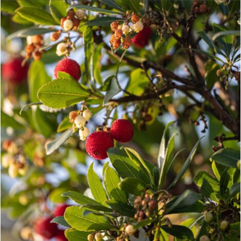  Corbezzolo "Arbutus Unedo" Pianta In Vaso 18 Cm