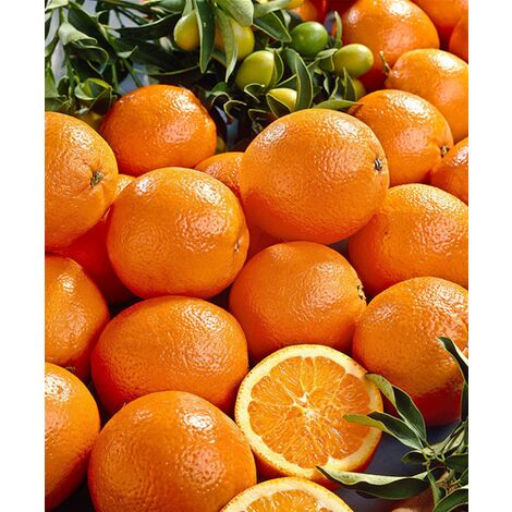  Arancio "Citrus Sinensis" Pianta In Fitocella Di 2/3 Anni Agrumi Di Sicilia