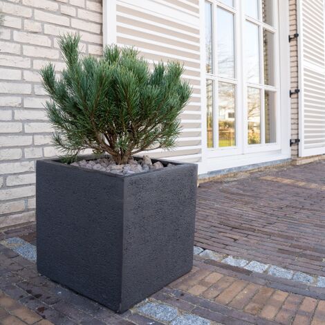  Pino Mugo "Pinus Mugo" Pianta Officinale In Vaso 10 Cm Non Specificato 10 Cm