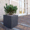  Pino Mugo "Pinus Mugo" Pianta Officinale In Vaso 10 Cm Non Specificato 10 Cm