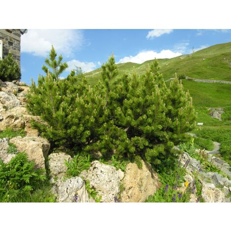  Pino Mugo "Pinus Mugo" Pianta Officinale In Vaso 10 Cm Non Specificato 10 Cm