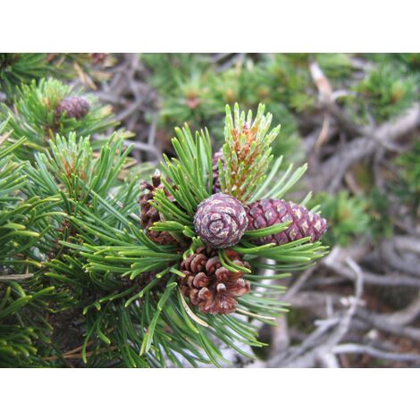  Pino Mugo "Pinus Mugo" Pianta Officinale In Vaso 10 Cm Non Specificato 10 Cm