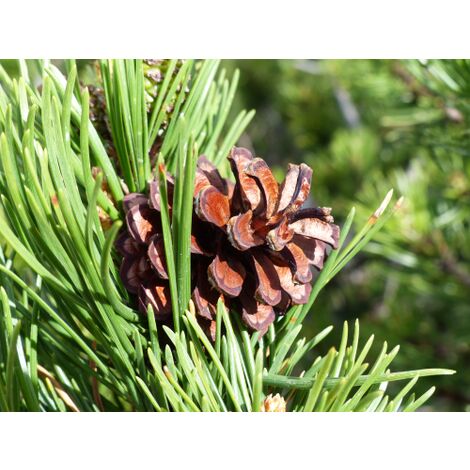  Pino Mugo "Pinus Mugo" Pianta Officinale In Vaso 10 Cm Non Specificato 10 Cm