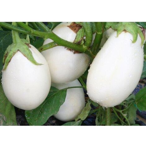  Melanzana Bianca Clara F1 - 1 Pianta Vaso Da 10 Cm - Orto Mio