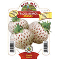  Fragola Bianca N. 5 - 1 Pianta V.10 - Orto Mio