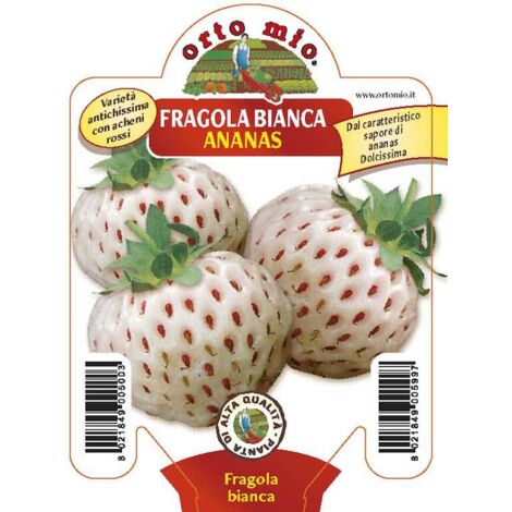  Fragola Bianca N. 5 - 1 Pianta V.10 - Orto Mio