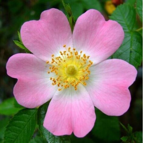  Rosa Selvatica "Rosa Canina" Pianta Officinale In Vaso H. 30/40 Cm