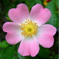 Rosa Selvatica "Rosa Canina" Pianta Officinale In Vaso H. 30/40 Cm