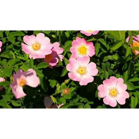  Rosa Selvatica "Rosa Canina" Pianta Officinale In Vaso H. 30/40 Cm