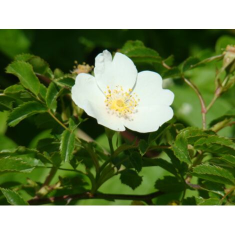  Rosa Selvatica "Rosa Canina" Pianta Officinale In Vaso H. 30/40 Cm
