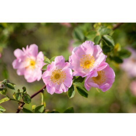  Rosa Selvatica "Rosa Canina" Pianta Officinale In Vaso H. 30/40 Cm