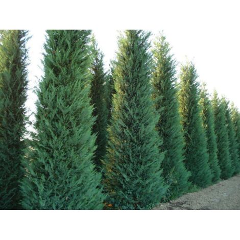  Cipresso Di Leyland "Cupressocyparis Leylandii" Pianta In Vaso H. 70/90 Cm