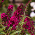  Buddleja Davidii Royal Red "Albero Delle Farfalle" Pianta In Vaso 19 Cm H. 50/70 Cm