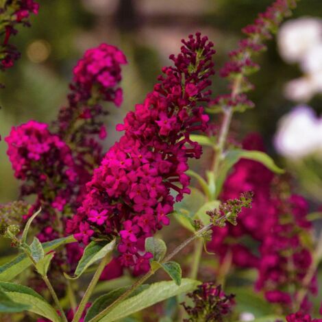  Buddleja Davidii Royal Red "Albero Delle Farfalle" Pianta In Vaso 19 Cm H. 50/70 Cm