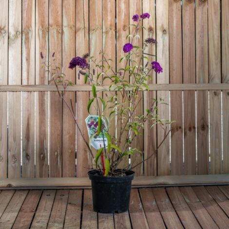  Buddleja Davidii Royal Red "Albero Delle Farfalle" Pianta In Vaso 19 Cm H. 50/70 Cm