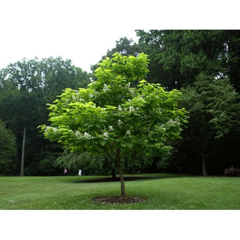  Catalpa Bignonioides "Albero Dei Sigari" Pianta In Vaso H. 80/100 Cm