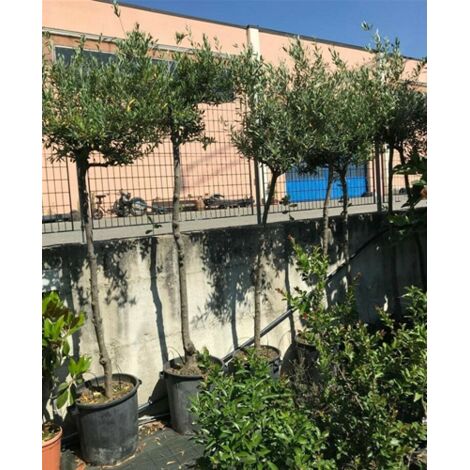  Albero Adulto Di Ulivo Olivo In Vaso 50 Cm Foto Reale Resistente Al Freddo H.250 Cm