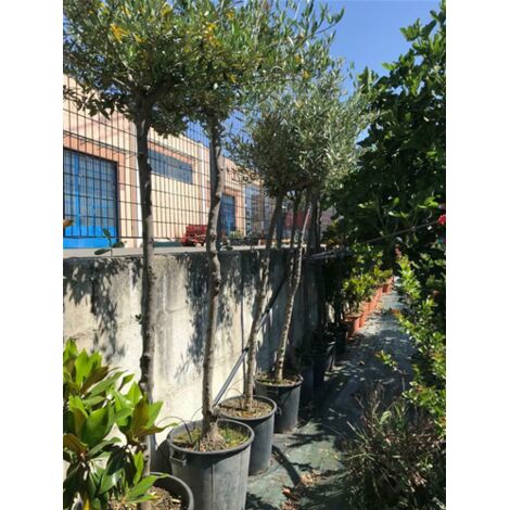  Albero Adulto Di Ulivo Olivo In Vaso 50 Cm Foto Reale Resistente Al Freddo H.250 Cm