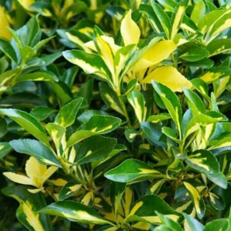  Evonimo "Euonymus Japonicus Livornese" 3 Piante Da Siepe In Vaso 9 Cm