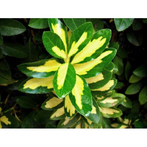  Evonimo "Euonymus Japonicus Livornese" 3 Piante Da Siepe In Vaso 9 Cm