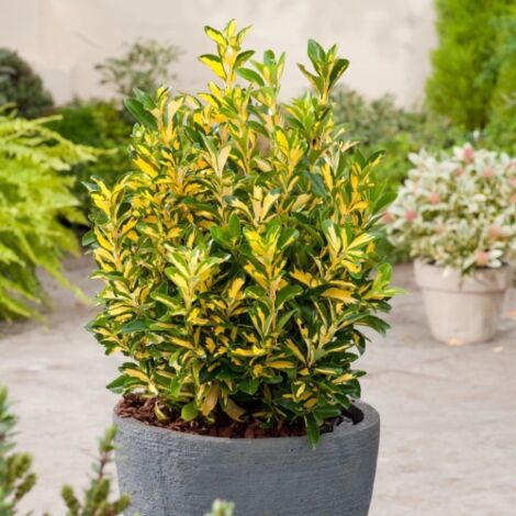  Evonimo "Euonymus Japonicus Livornese" 3 Piante Da Siepe In Vaso 9 Cm