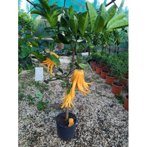  Limone "Mano Di Buddha" Cedro Agrumi Di Sicilia Pianta H. 130/160 Cm
