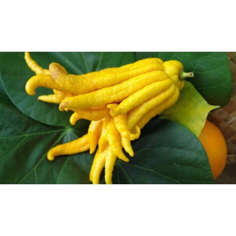  Limone "Mano Di Buddha" Cedro Agrumi Di Sicilia Pianta H. 130/160 Cm