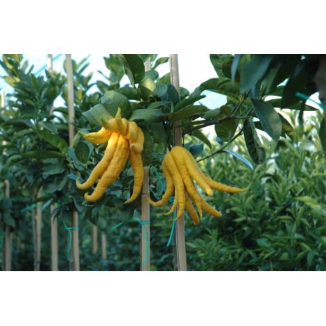  Limone "Mano Di Buddha" Cedro Agrumi Di Sicilia Pianta H. 130/160 Cm