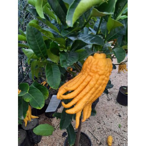  Limone "Mano Di Buddha" Cedro Agrumi Di Sicilia Pianta H. 130/160 Cm