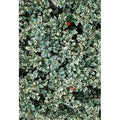  Cotognastro "Cotoneaster Horizontalis Variegatus" Pianta In Vaso 12 Cm H. 50/70 Cm