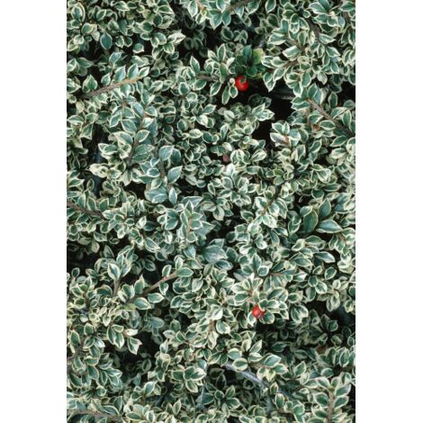  Cotognastro "Cotoneaster Horizontalis Variegatus" Pianta In Vaso 12 Cm H. 50/70 Cm
