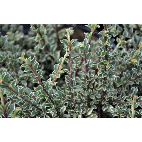  Cotognastro "Cotoneaster Horizontalis Variegatus" Pianta In Vaso 12 Cm H. 50/70 Cm