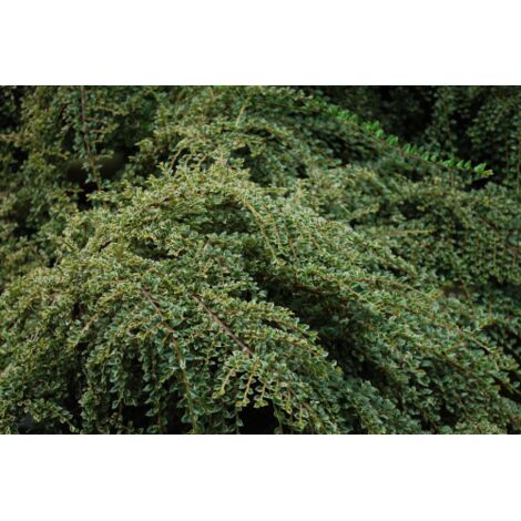  Cotognastro "Cotoneaster Horizontalis Variegatus" Pianta In Vaso 12 Cm H. 50/70 Cm