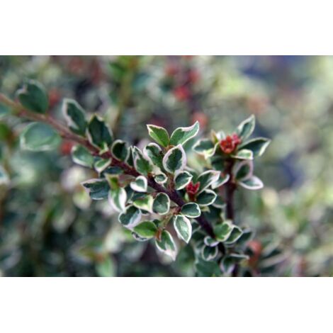  Cotognastro "Cotoneaster Horizontalis Variegatus" Pianta In Vaso 12 Cm H. 50/70 Cm