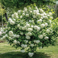  Viburno Palla Di Neve "Viburnum Opulus" Pianta In Vaso 9 Cm