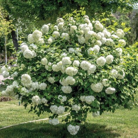  Viburno Palla Di Neve "Viburnum Opulus" Pianta In Vaso 9 Cm