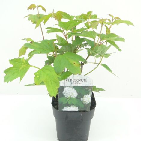  Viburno Palla Di Neve "Viburnum Opulus" Pianta In Vaso 9 Cm