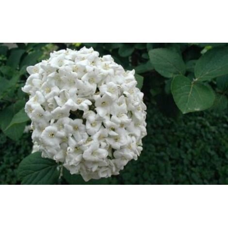  Viburno Palla Di Neve "Viburnum Opulus" Pianta In Vaso 9 Cm