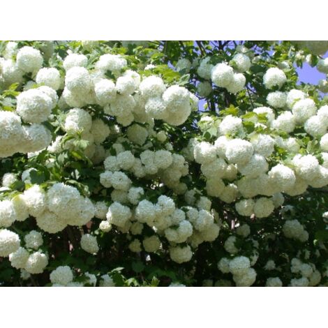  Viburno Palla Di Neve "Viburnum Opulus" Pianta In Vaso 9 Cm