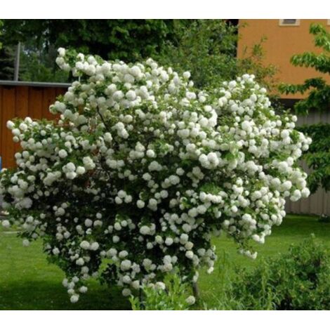  Viburno Palla Di Neve "Viburnum Opulus" Pianta In Vaso 9 Cm