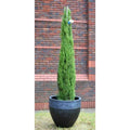 Cipresso Toscano "Cupressus Sempervirens Totem" Pianta In Vaso 26 Cm H. 130/150 Cm