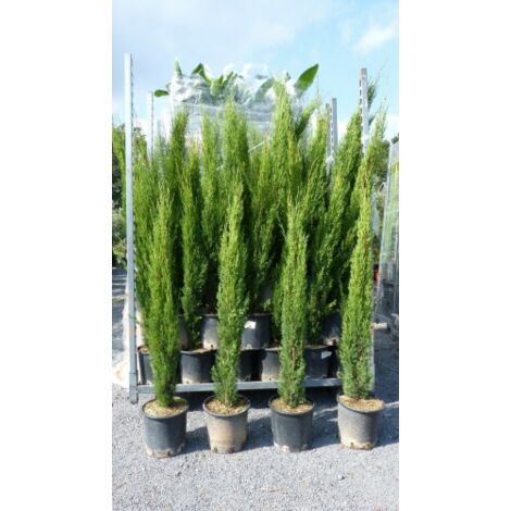 Cipresso Toscano "Cupressus Sempervirens Totem" Pianta In Vaso 26 Cm H. 130/150 Cm